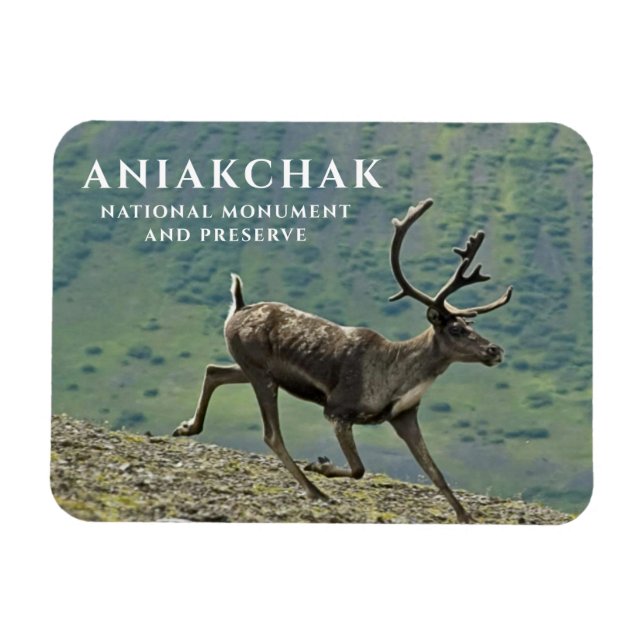 Caribou Running, Aniakchak National Park, Preserve Magnet (Horizontal)