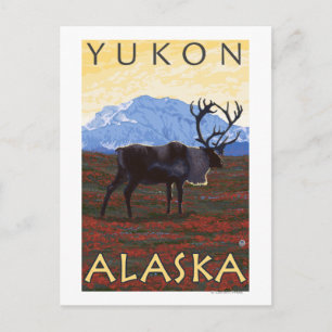 Caribou Scene - Yukon, Alaska Postcard