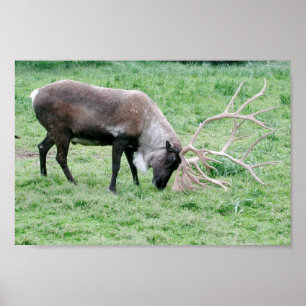 Caribou Using Antlers Poster