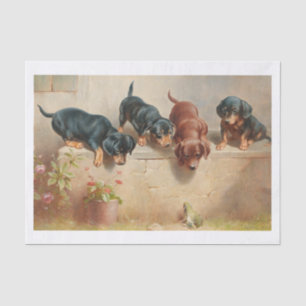 Carl Richert   Dachshund Puppies And Frog Tissue Paper