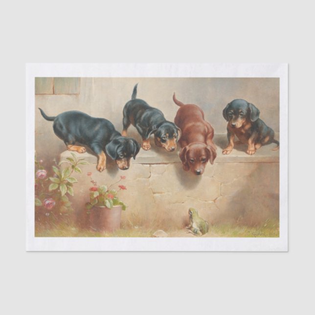 Carl Richert | Dachshund Puppies And Frog Tissue Paper (Front)