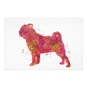 Carlin Animal Dog Home Nature World Canine Photo Print