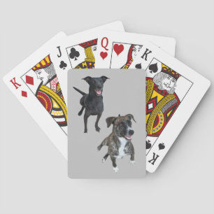 Carlos dogs playing cards
