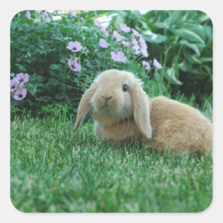 Carlos the Lop Eared Baby Bunny Square Sticker