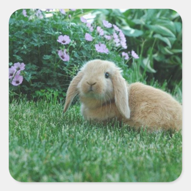 Carlos the Lop Eared Baby Bunny Square Sticker (Front)