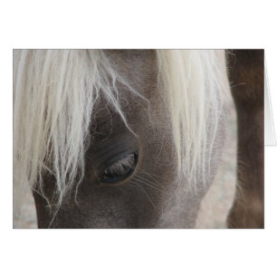 Carly, pretty mini filly