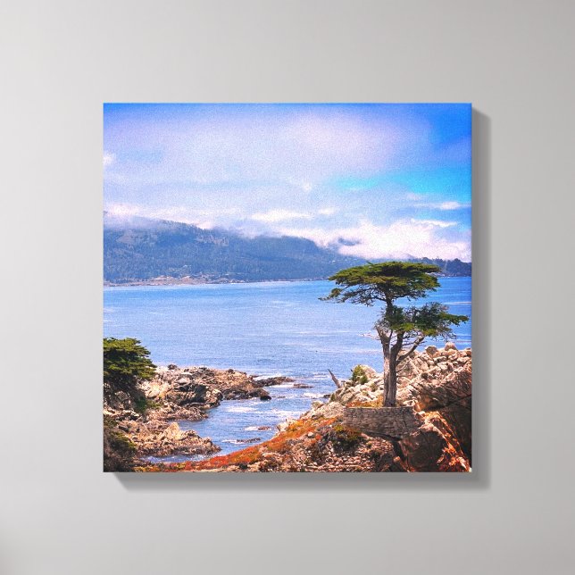 Carmel Lone Tree Stretched Canvas Print (Front)