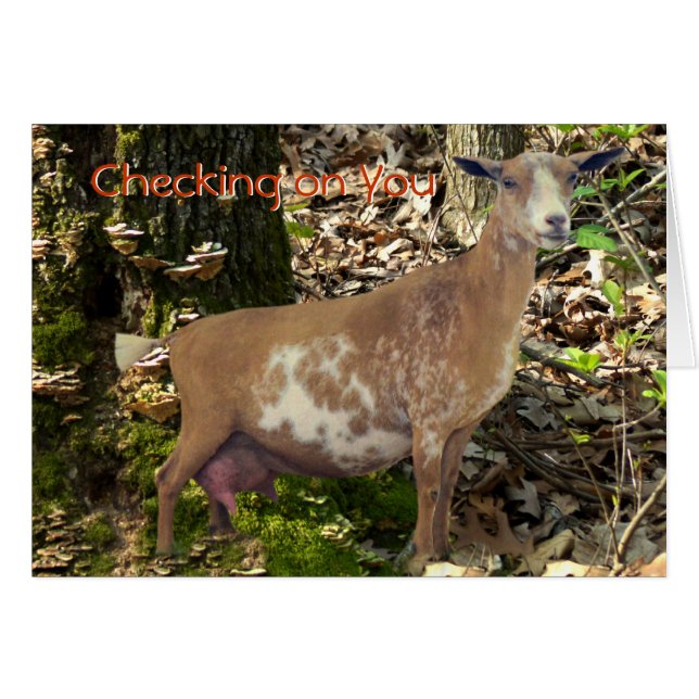 Carmel Mini Dairy Doe Goat- customise (Front Horizontal)