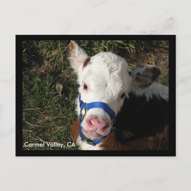 Carmel Valley, CA Postcard (Front)