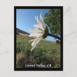 Carmel Valley Daisy Postcard