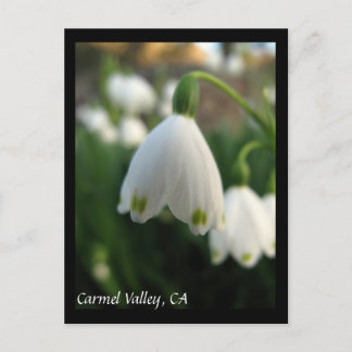 Carmel Valley Flowers Postcard