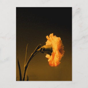 carnation 2 postcard