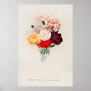 Carnation (Dianthus caryophyllus) Poster