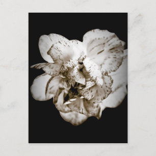 Carnation Postcard