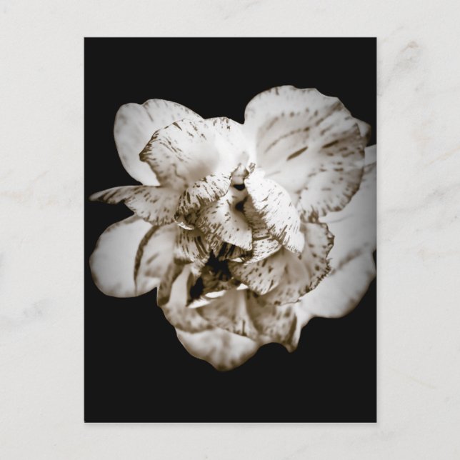 Carnation Postcard (Front)