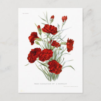 Carnation Postcard