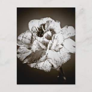 Carnation Postcard