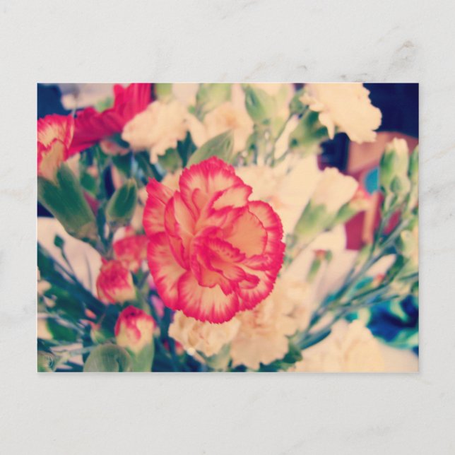 Carnation, postcard (Front)