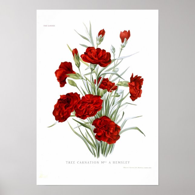 Carnation Poster (Front)