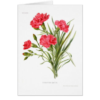 Carnation 'Queen'