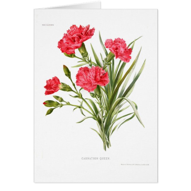 Carnation 'Queen' (Front)