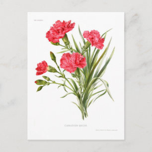 Carnation 'Queen' Postcard