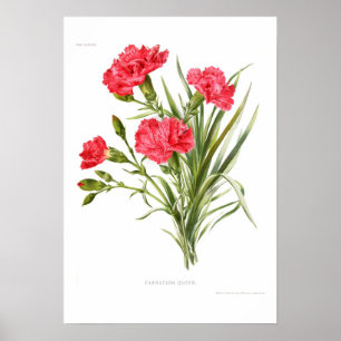 Carnation 'Queen' Poster