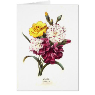 Carnations