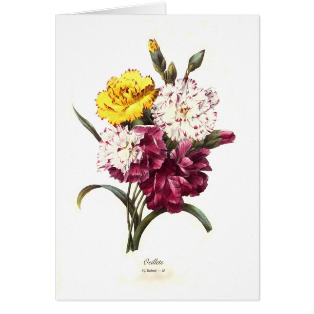 Carnations (Front)