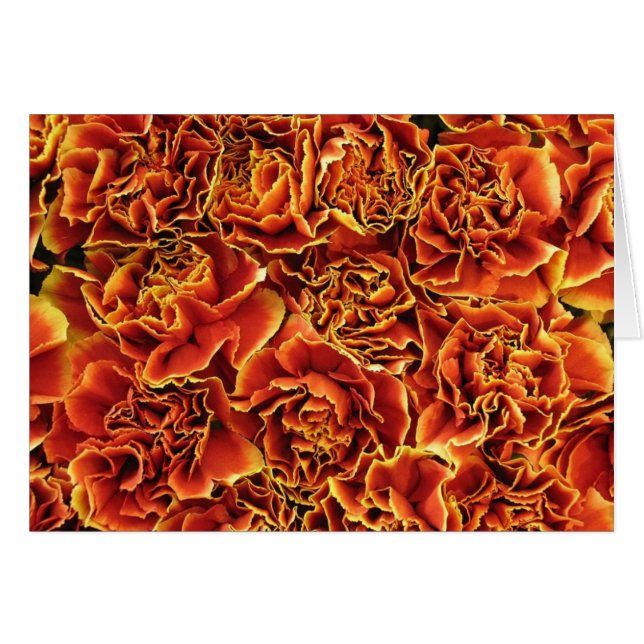 Carnations (Front Horizontal)