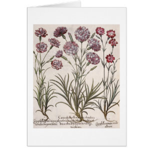 Carnations: 1.Caryophyllus flore majore; 2. Caryop
