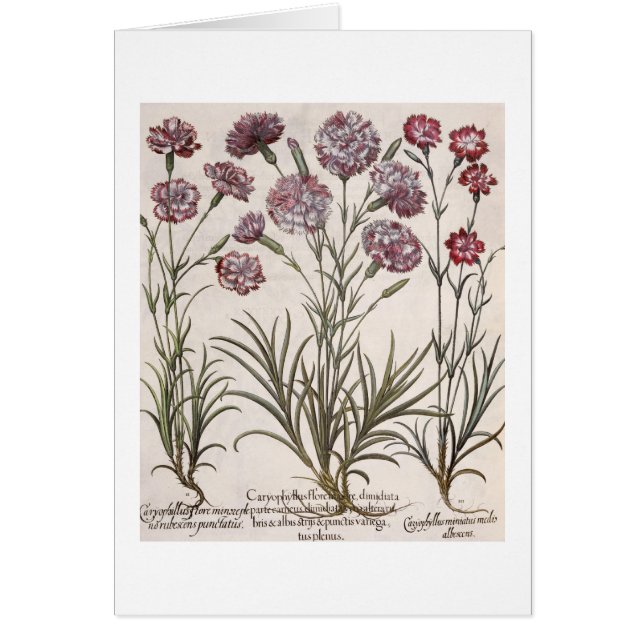 Carnations: 1.Caryophyllus flore majore; 2. Caryop (Front)