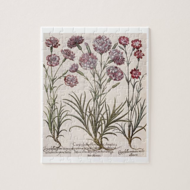 Carnations: 1.Caryophyllus flore majore; 2. Caryop Jigsaw Puzzle (Vertical)