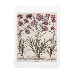 Carnations: 1.Caryophyllus flore majore; 2. Caryop Magnet