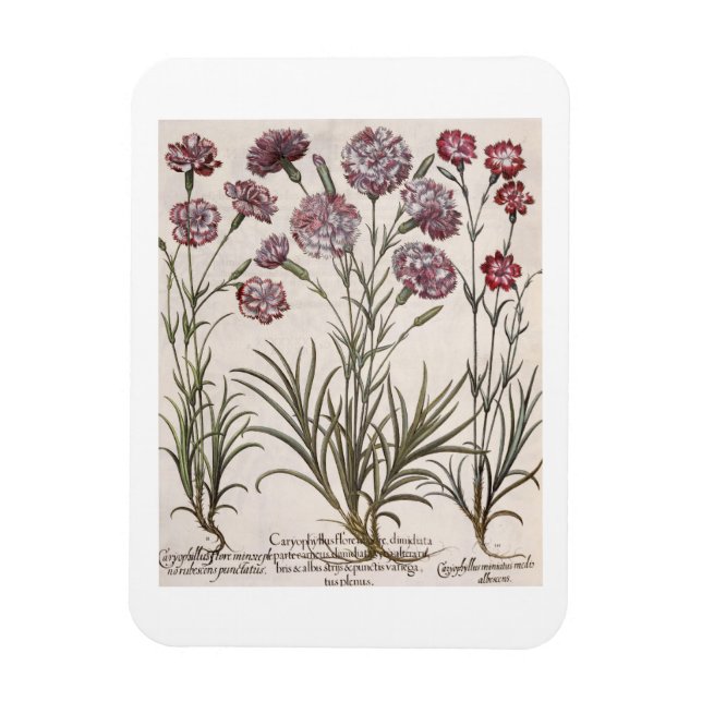 Carnations: 1.Caryophyllus flore majore; 2. Caryop Magnet (Vertical)