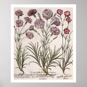 Carnations: 1.Caryophyllus flore majore; 2. Caryop Poster
