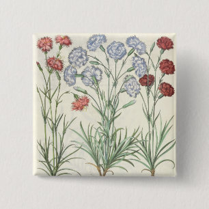 Carnations: 1.Caryophyllus multiplex flore albo; 2 15 Cm Square Badge