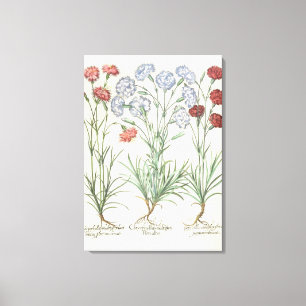 Carnations: 1.Caryophyllus multiplex flore albo; 2 Canvas Print