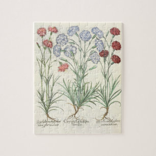 Carnations: 1.Caryophyllus multiplex flore albo; 2 Jigsaw Puzzle