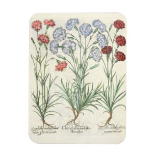 Carnations: 1.Caryophyllus multiplex flore albo; 2 Magnet