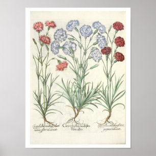 Carnations: 1.Caryophyllus multiplex flore albo; 2 Poster