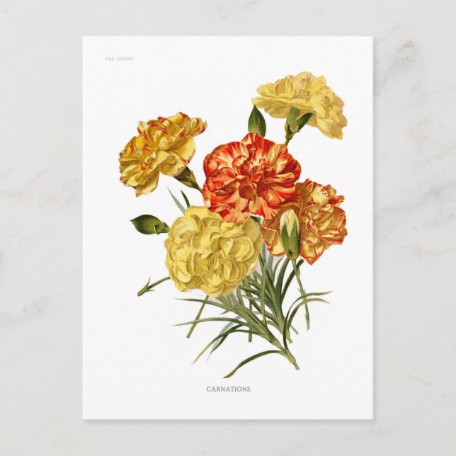 Carnations Postcard (Front)
