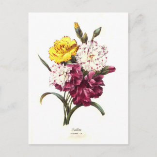 Carnations Postcard
