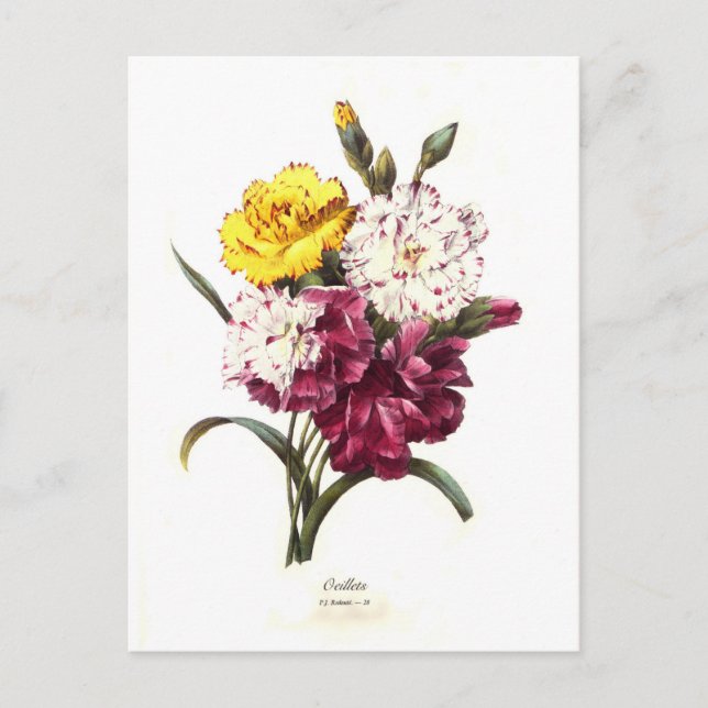 Carnations Postcard (Front)