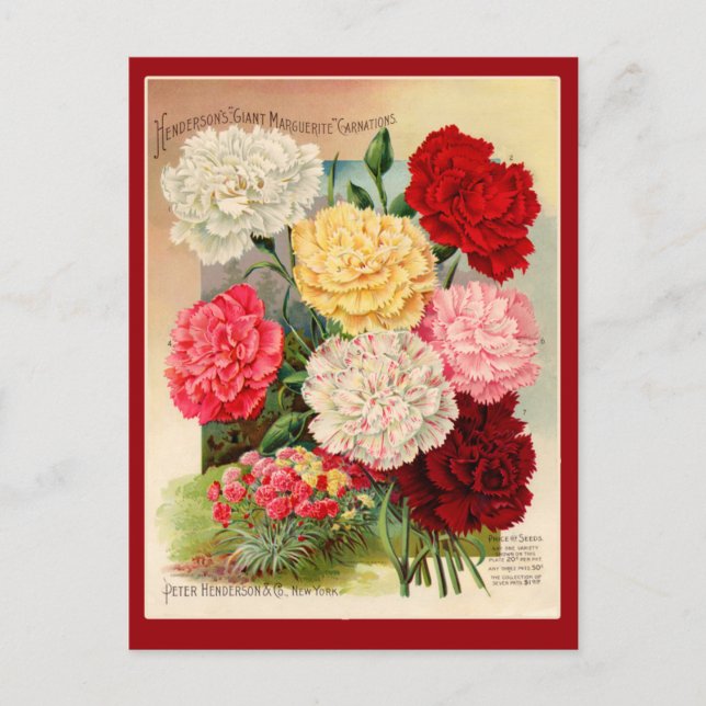 Carnations Vintage Seed Packet Art on Cards (Front)