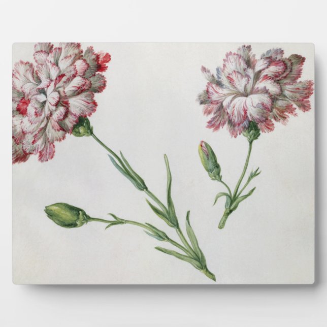 Carnations (w/c on paper) plaque (Front)