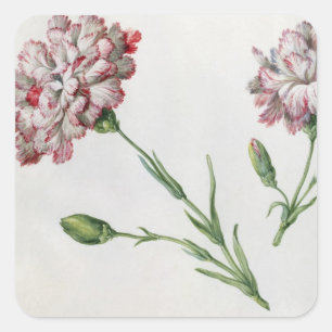 Carnations (w/c on paper) square sticker