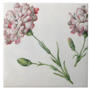Carnations (w/c on paper) tile