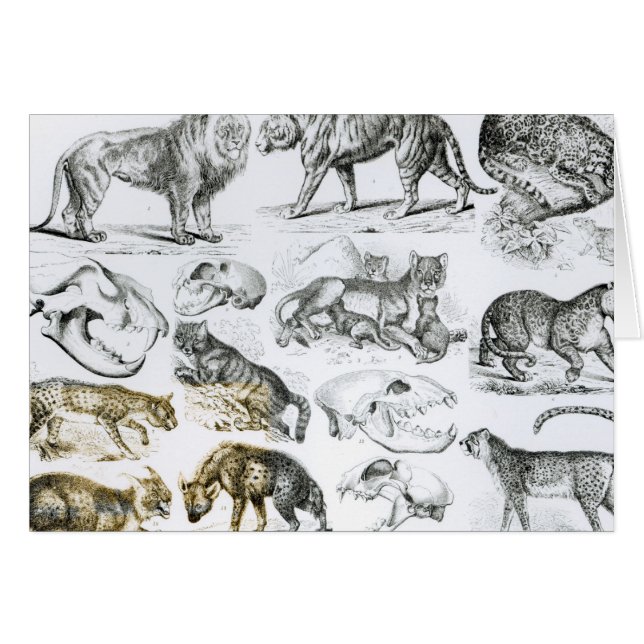 Carnivorous Animals (Front Horizontal)