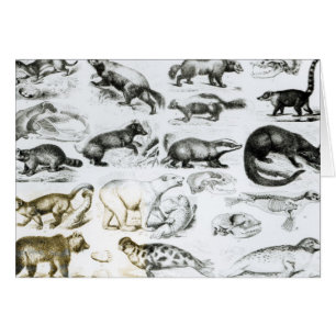 Carnivorous Animals